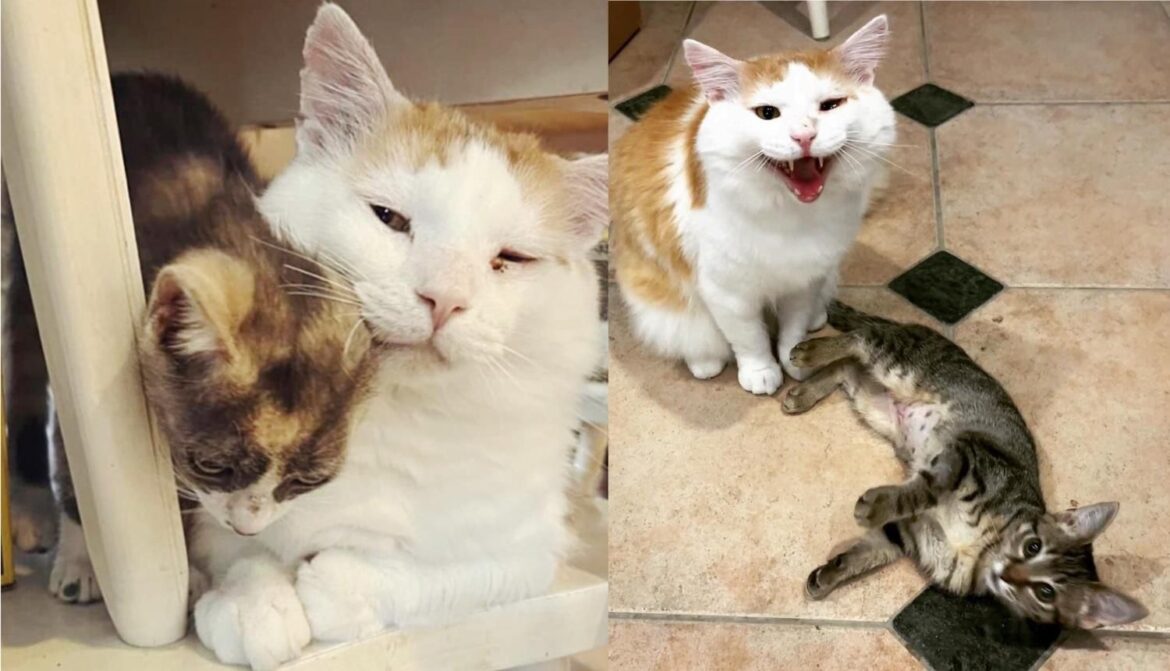 Cat Makes Incredible Transformation and Turns into a Kitten-sitter After Leaving the Tough Outdoors