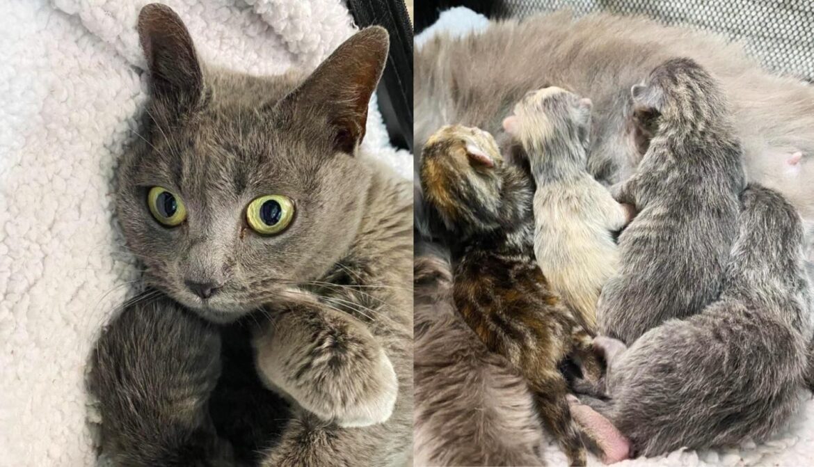 Cat Settles Right into a New Place After Being Left Behind, Days Later She Has 4 Precious Kittens
