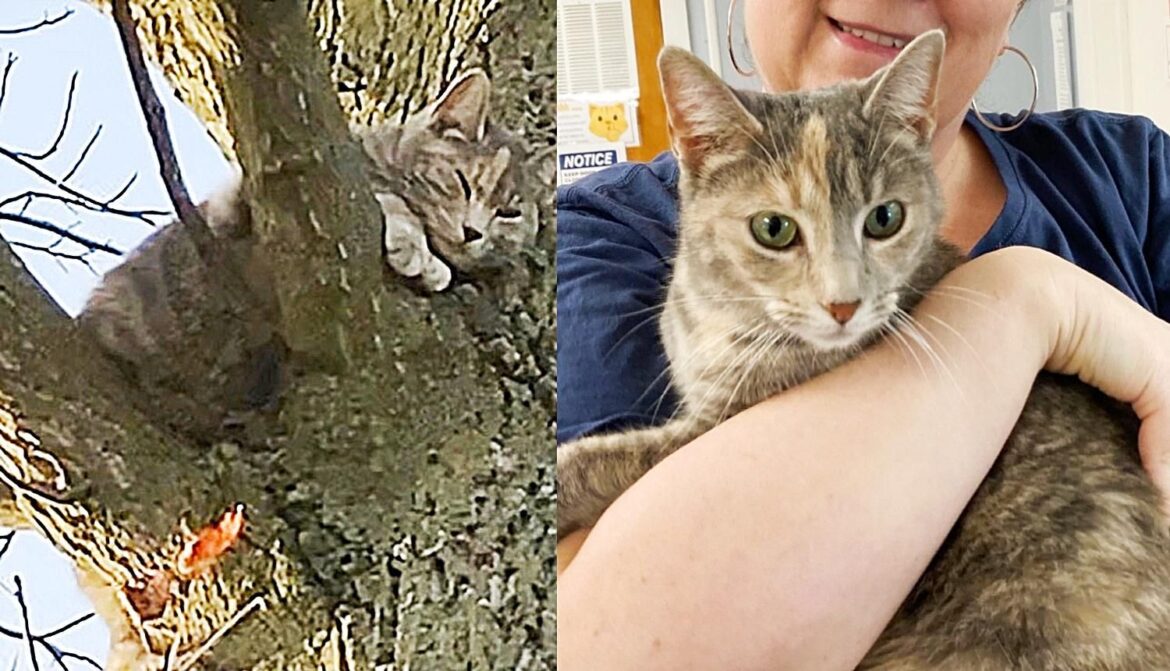 Cat Spotted in a Tree by a Kind Neighbor, Turns Out a Family Has Been Looking for Her for 2 Weeks