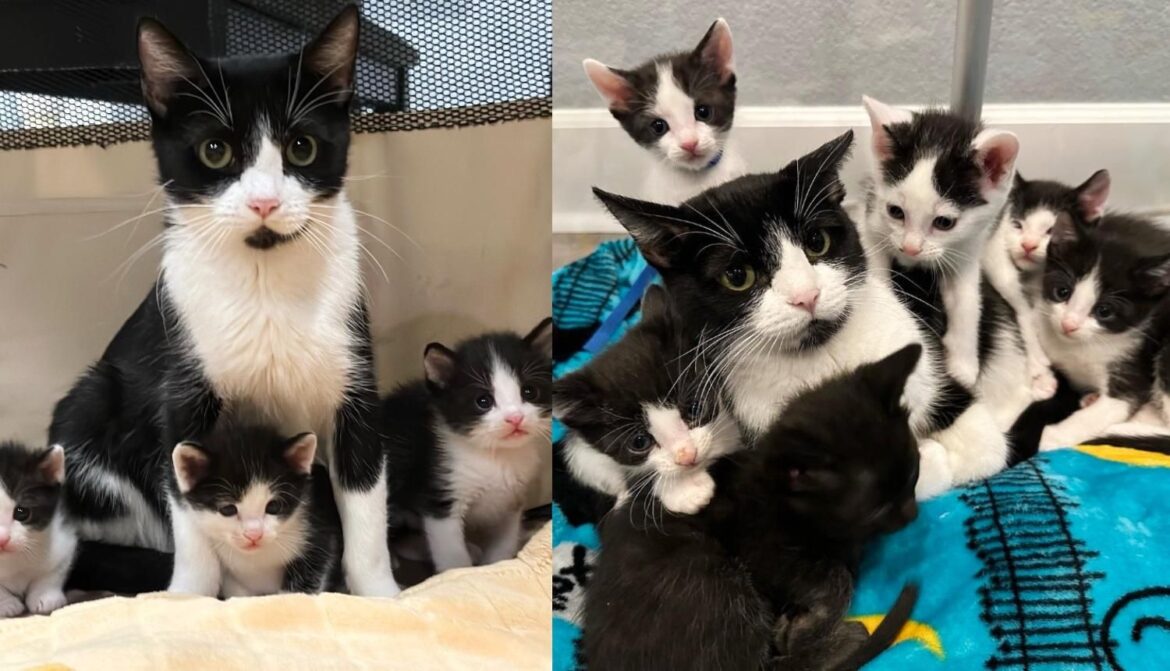 Cat Starts to Open Up When She Realizes Her Six Look-alike Kittens are in Best Hands
