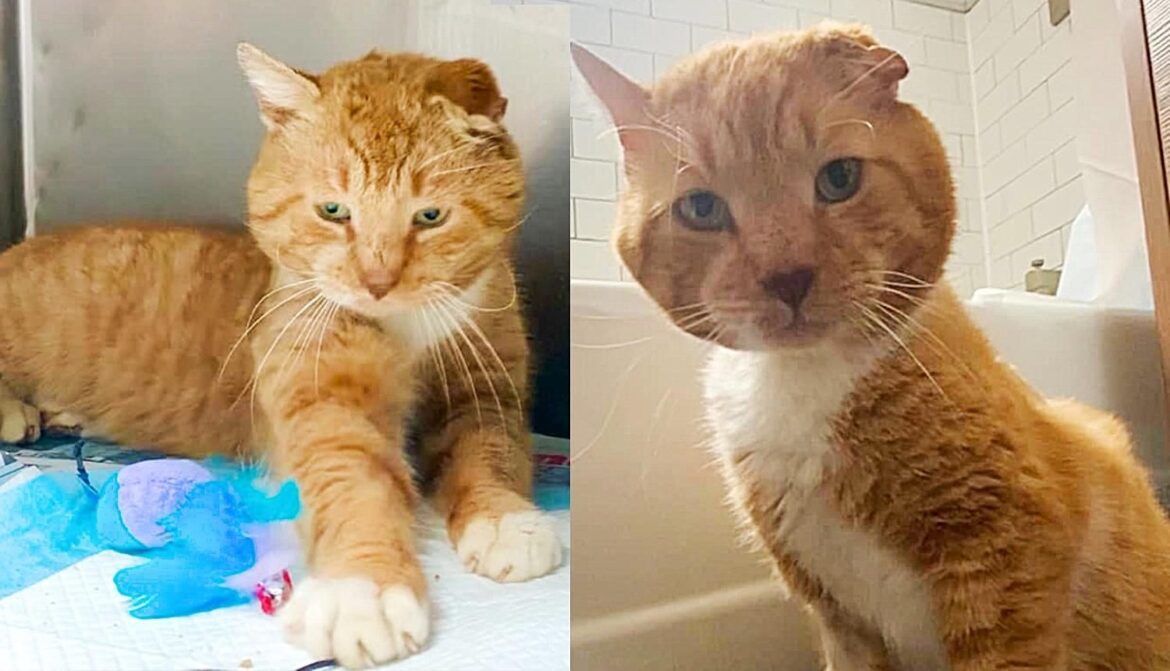 Cat Transforms Completely After Years Living Outside, Finally Has What He’s Been Searching for