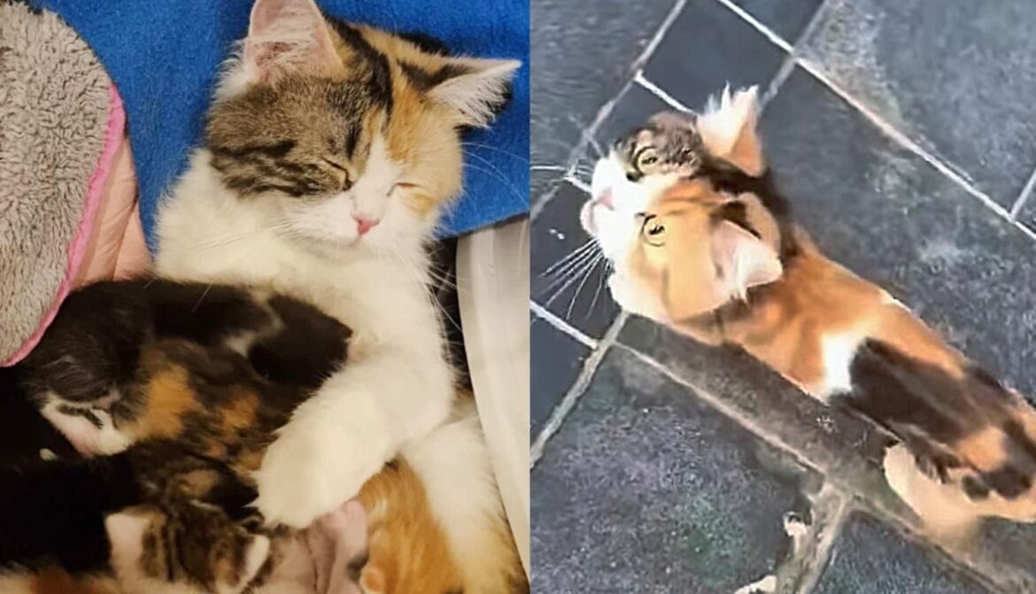 Cat Walked Up to People for a Place to Stay, a Month Later, They Discovered She was Pregnant All Along