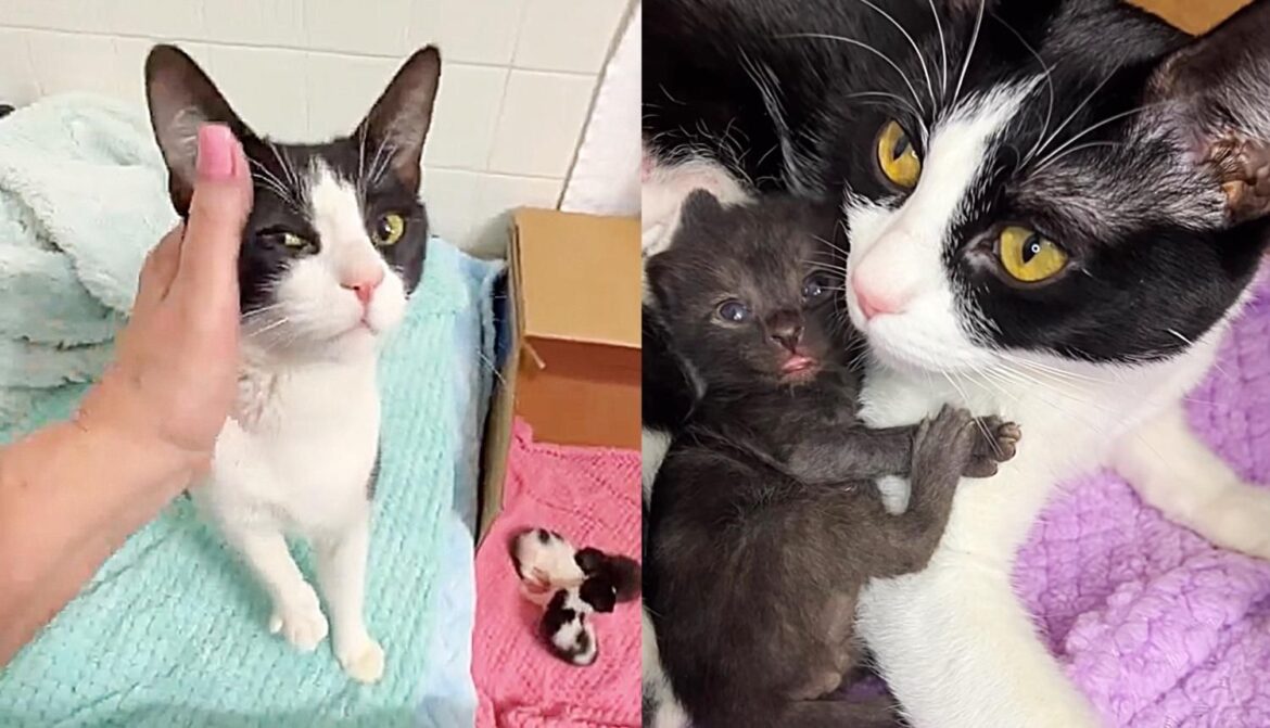 Cat Who was Once Misunderstood, Begins to Shine Knowing Her Kittens Can Now Have Full Lives