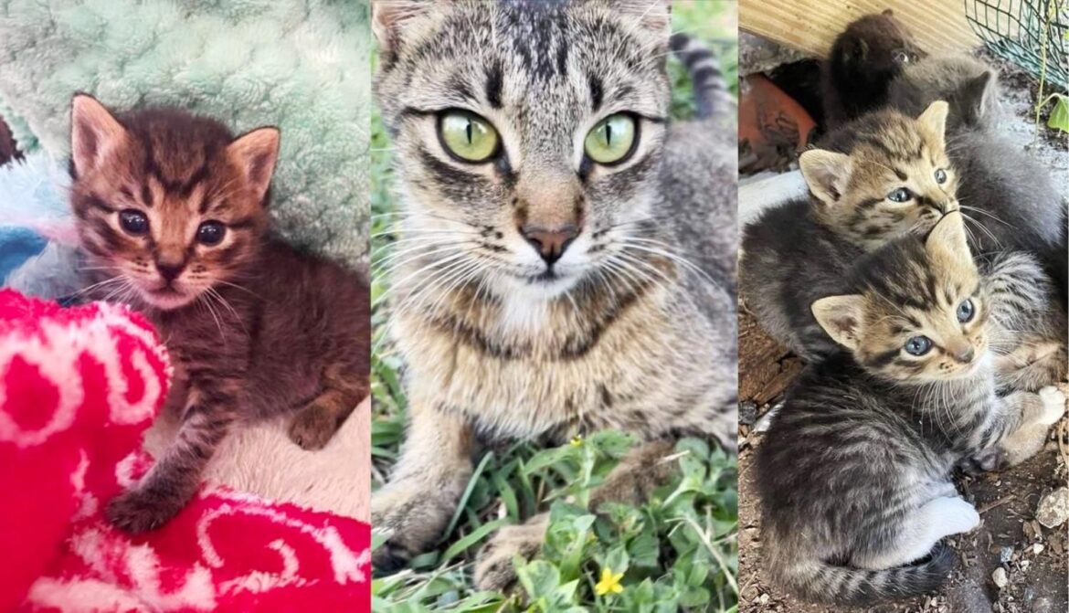 Homeowner Finds a Kitten Sitting in Her Front Yard, Later Discovers 4 More and a Cat Needing Her Help