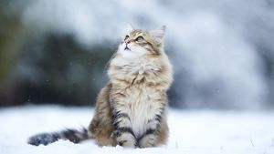Keeping Pets Happy and Safe This Winter