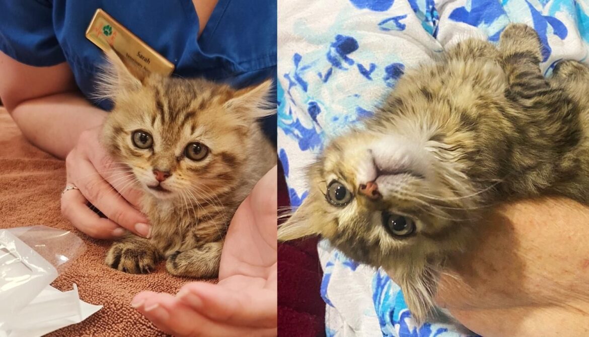 Kitten Blows People Away with Her Resilience, and Lives Best Life After Being Saved from the Road