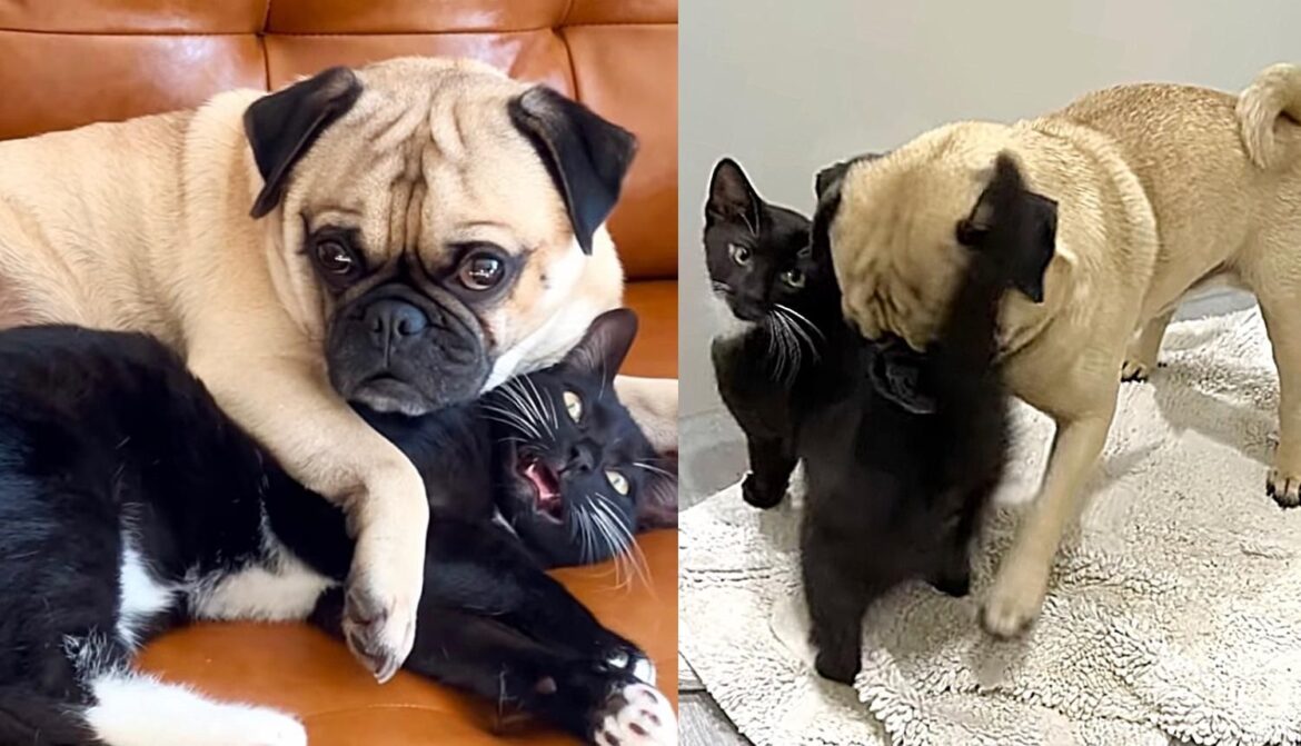 Kitten Comes to Family for a Second Chance and is Now Obsessed with Their Dog