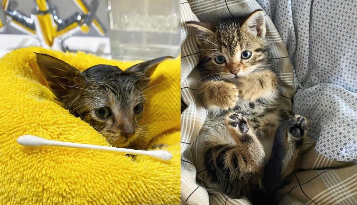 Kitten Found Lying in Bushes Alone Now Has Warm Sheets and Laps to Sit on