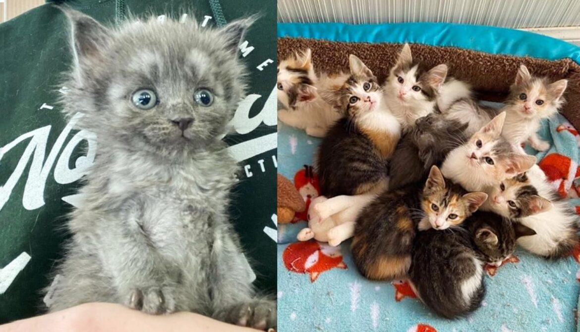 Kitten is Accepted by a Cat and Her Litter of Eight and It Changes Everything