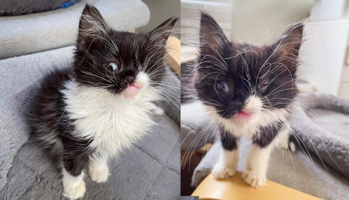 Kitten Runs Up Family’s Driveway with a ‘Wink’ on Her Face and Asks to Be Let in