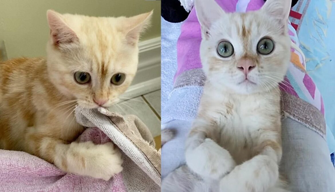 Kitten Talks to the Person Who Cares for Him Every Day, and Becomes a Blanket Snuggler