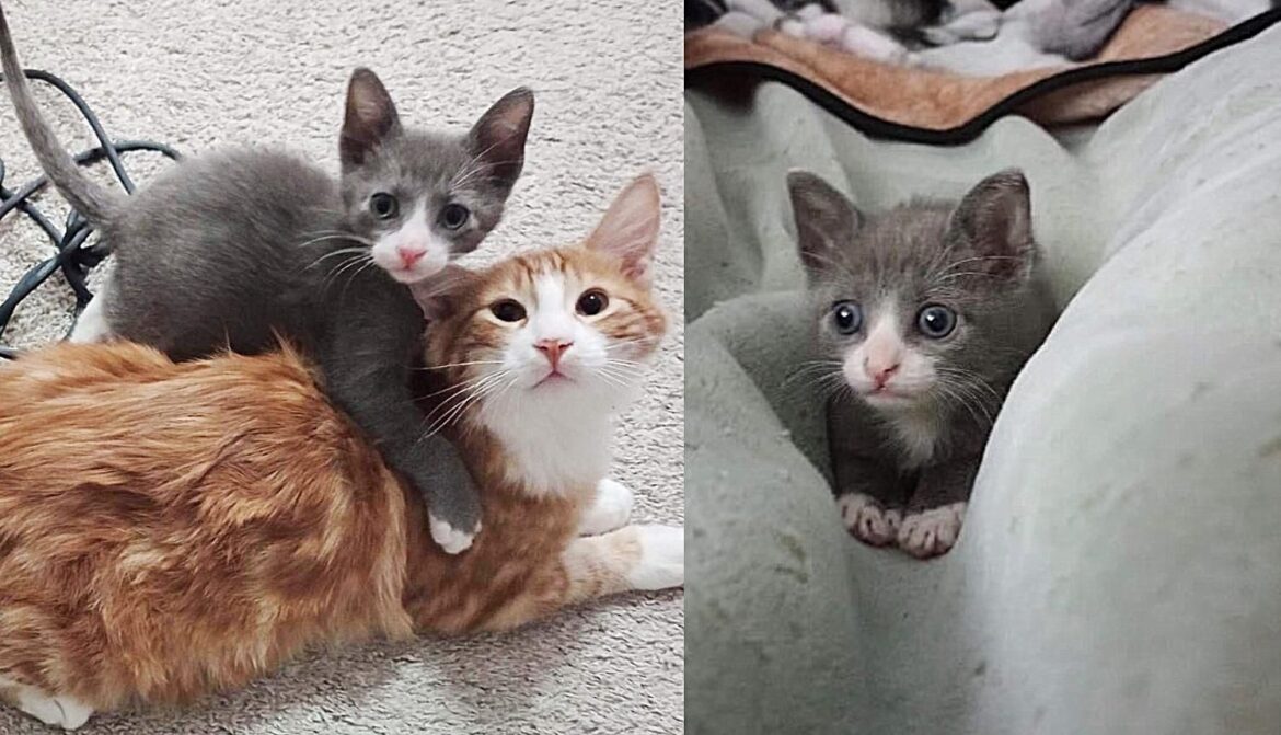 Kitten Who was Found Waddling Alone, Never Gives Up, Now Has a Cat to Show Him the Ropes