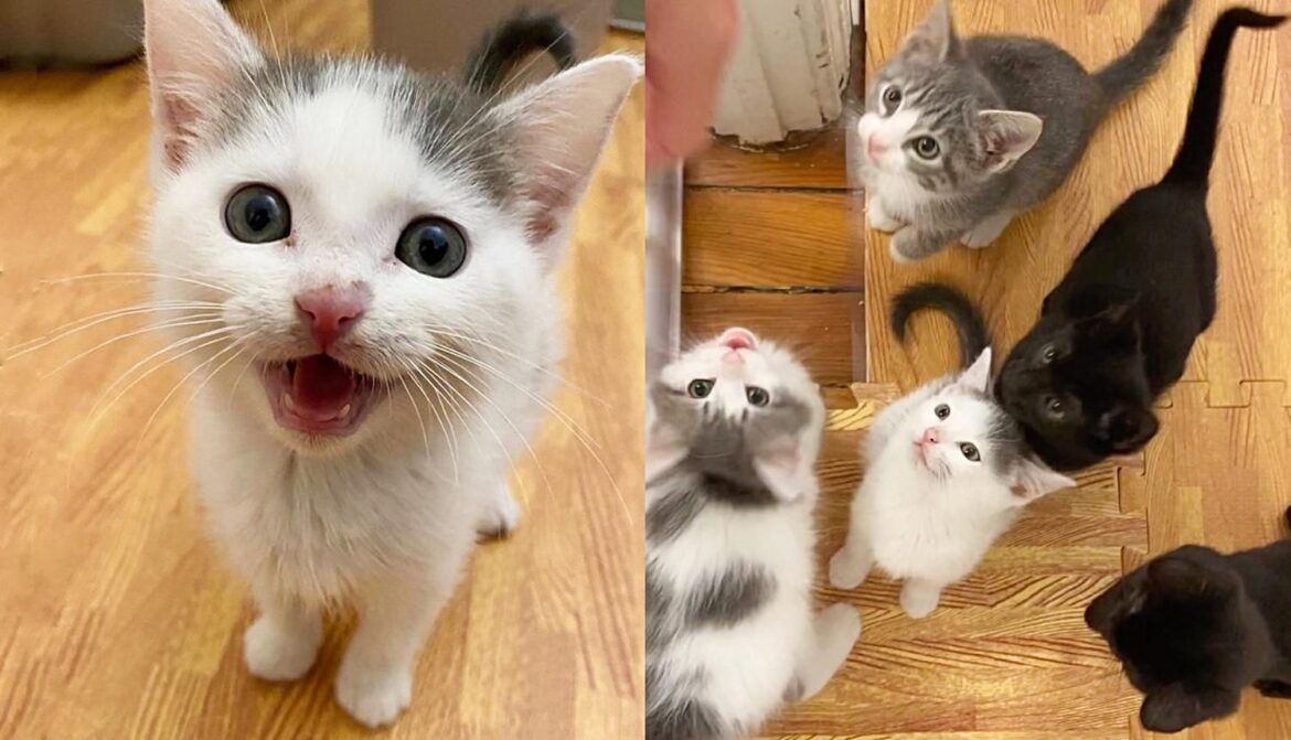 Kittens Turn into Cutest Kitty Choir and Befriend a Dog After Arriving at a Home for Better Life