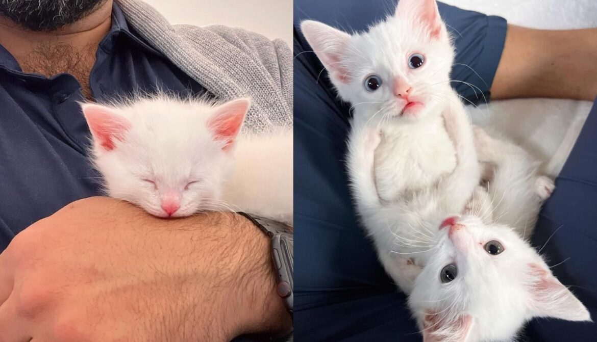 Kittens Were in a Backyard Squeaking for Help, Now Have Someone to Hold onto Every Day