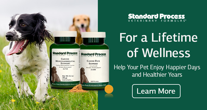 Make a Move to Support Your Dog’s Joint Health!