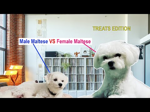 Male VS Female Maltese – Treats