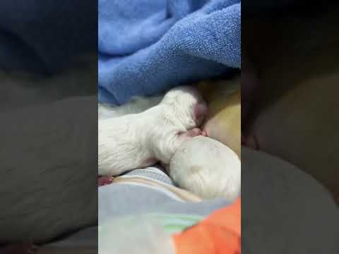Newborn Maltese puppies