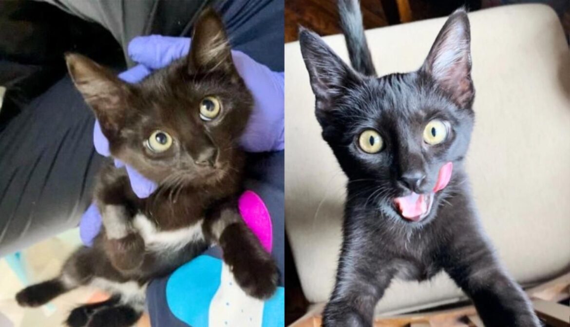 Petunia the Kitten Goes Around Giving Everyone Affection and ‘Thanks’ Them for Changing Her Life