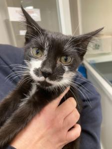 RSPCA Appeal After Kitten Abandoned in Zip-up Cat Carrier
