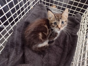 RSPCA Appeals After Kitten With Wounded Legs Dumped in Oldham