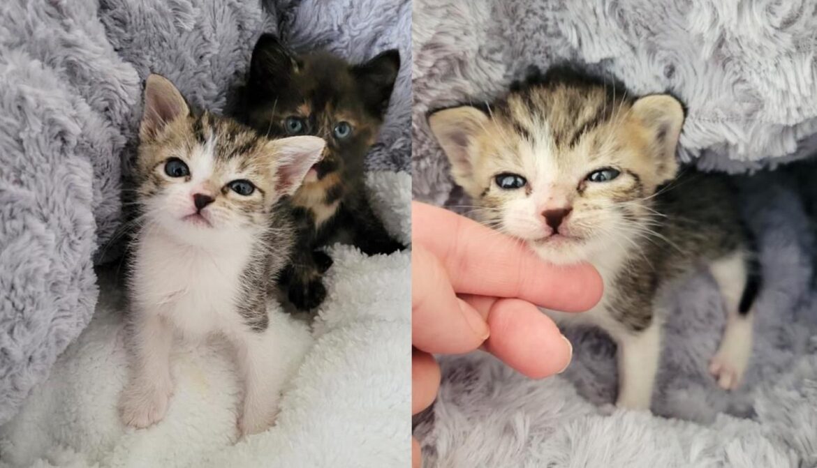 Stray Kitten Who Made It Through Hurricane Ian, Becomes Little Protector to Another Kitten in Need