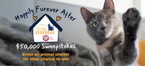The ARM & HAMMER™ Feline Generous Program Celebrates Purrfectly Impurrfect Cats Living “Happily Furever After” and Hosts a Photo Contest for Five Eligible Shelters to Win $10,000 Each!
