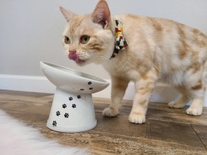 Tips and Advice for Eating Problems in Cats