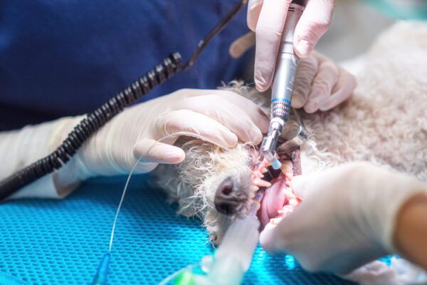Top Dog Dental Problems and Their Costs