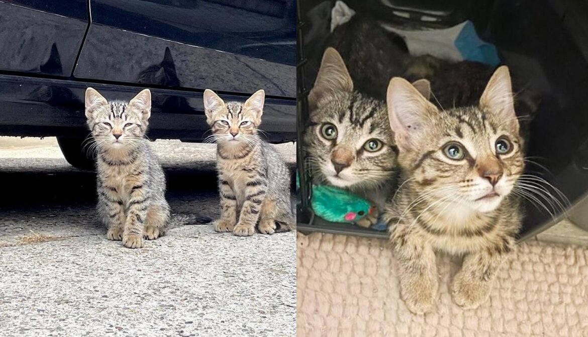 Twin Kittens Found on the Street Learn to Be Brave with the Help of Family Cats