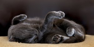 Why do Cats Roll Over and Show Their Tummies yet Scratch When it is Tickled?