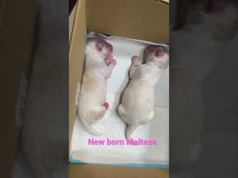 Zohro & Niela’s new born Maltese puppies