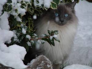 10 Tips for Keeping Your Cat Safe at Christmas