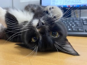 741 Days and Still no Home! Two Cats set to be London Animal Charity’s Longest Staying Felines Unless Forever Homes are Found
