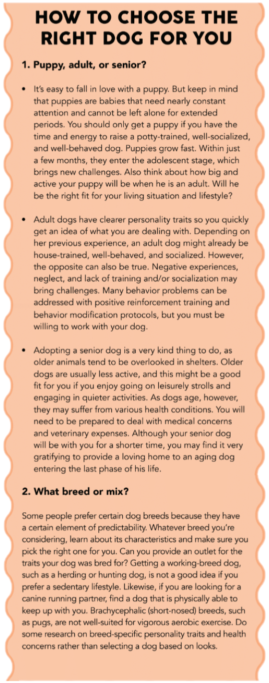 8 Questions to Ask Yourself When Adopting a Dog