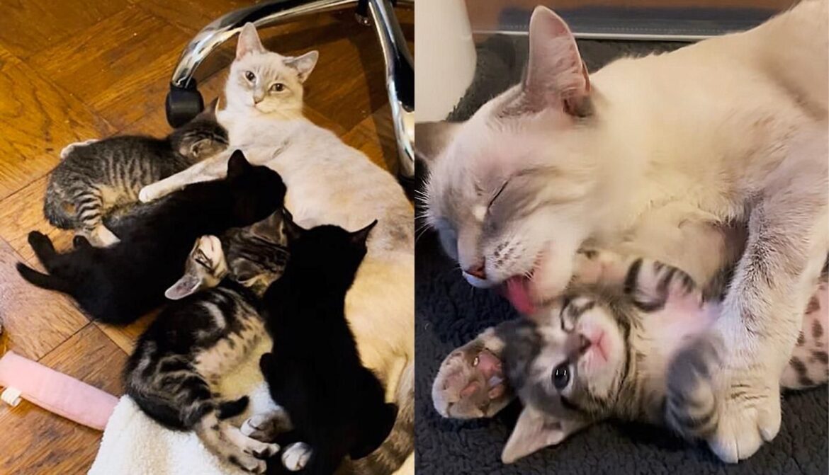 Cat Comes Home with Kind Person, Within 24 Hours, They Find Kittens Under Their Bed