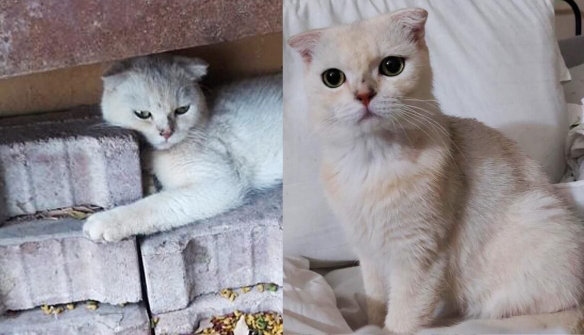 Cat Found Hanging onto Construction Stones Outside Now Can Snuggle Soft Blankets Every Day