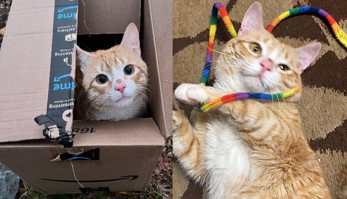 Cat Spotted in a Box Outside ​Ends Up Finding the Perfect Place to Call Home in Record Time