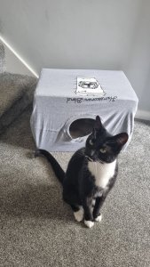Celebrities Donate Shirts off Their Backs to help Cats in Need