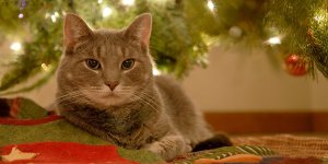 Christmas Safety for Your Cat – How to Make Sure Your Cat has a Happy Christmas