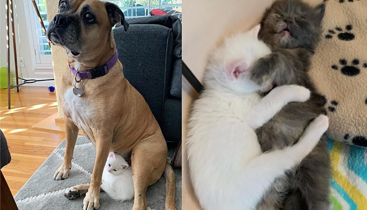 Coconut the Kitten Arrives as Bottle Baby, Decides to Go Around Giving Other Cats and Dogs Affection