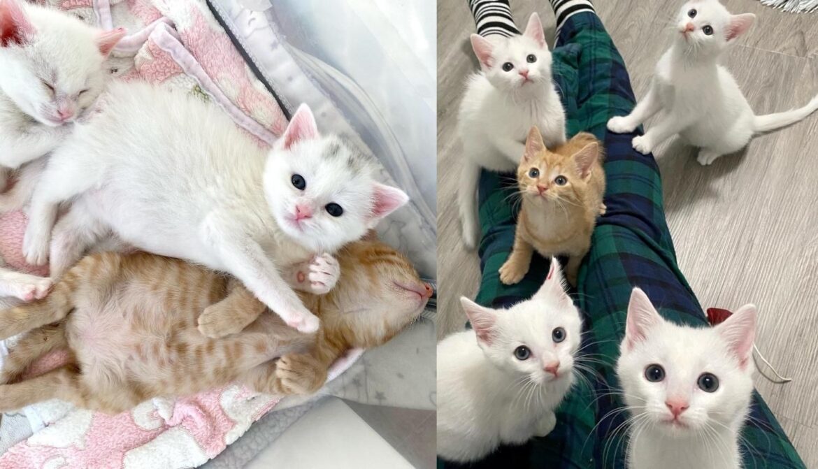 ‘Cookie and Milk’ Kittens Wiggle Their Way into People’s Hearts After a Family Stepped Up to Take Them in