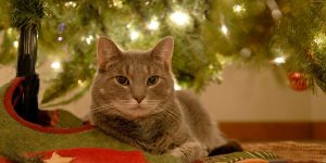 Deck the Paws – Keep Your Pets Safe and out of the Vets this Christmas!
