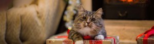 Festive Foods for Furry Friends – The Do’s and Don’ts of Treating Your pet at Christmas