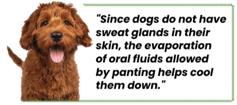 Is Your Dog Panting Excessively?