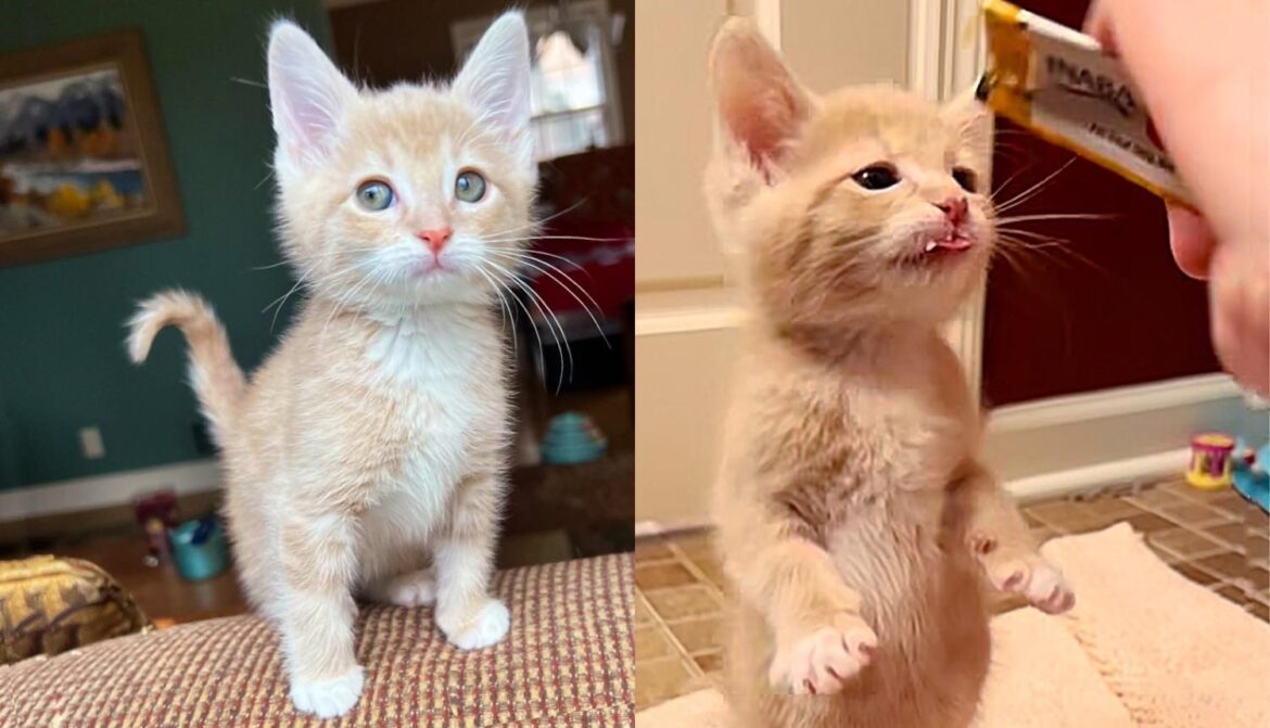 Kitten Has Never Missed a Single Meal Since the Day He Was Rescued as a Hungry Orphaned Baby