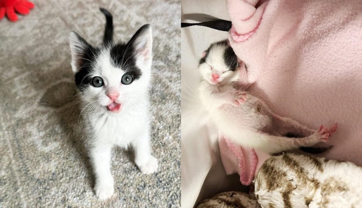 Kitten Transforms from Orphaned Newborn to Boisterous Young Cat with Family of His Dreams