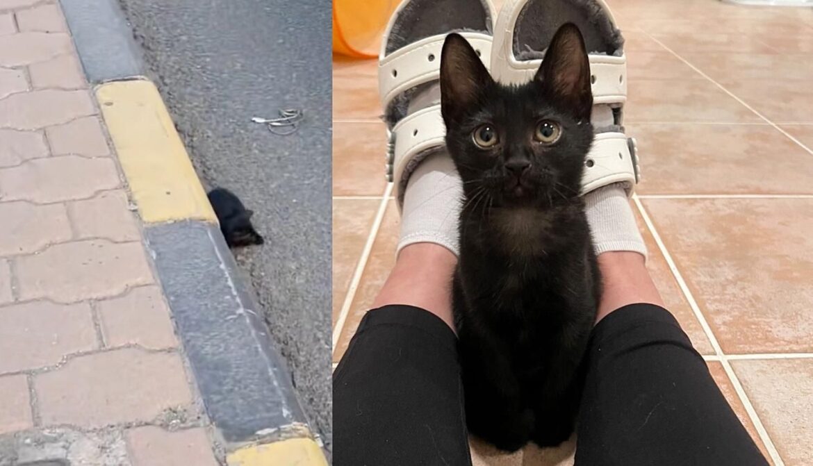 Kitten Waits Next to a Curb Until Help Arrives, Now Blossoms into Someone’s Little Shadow