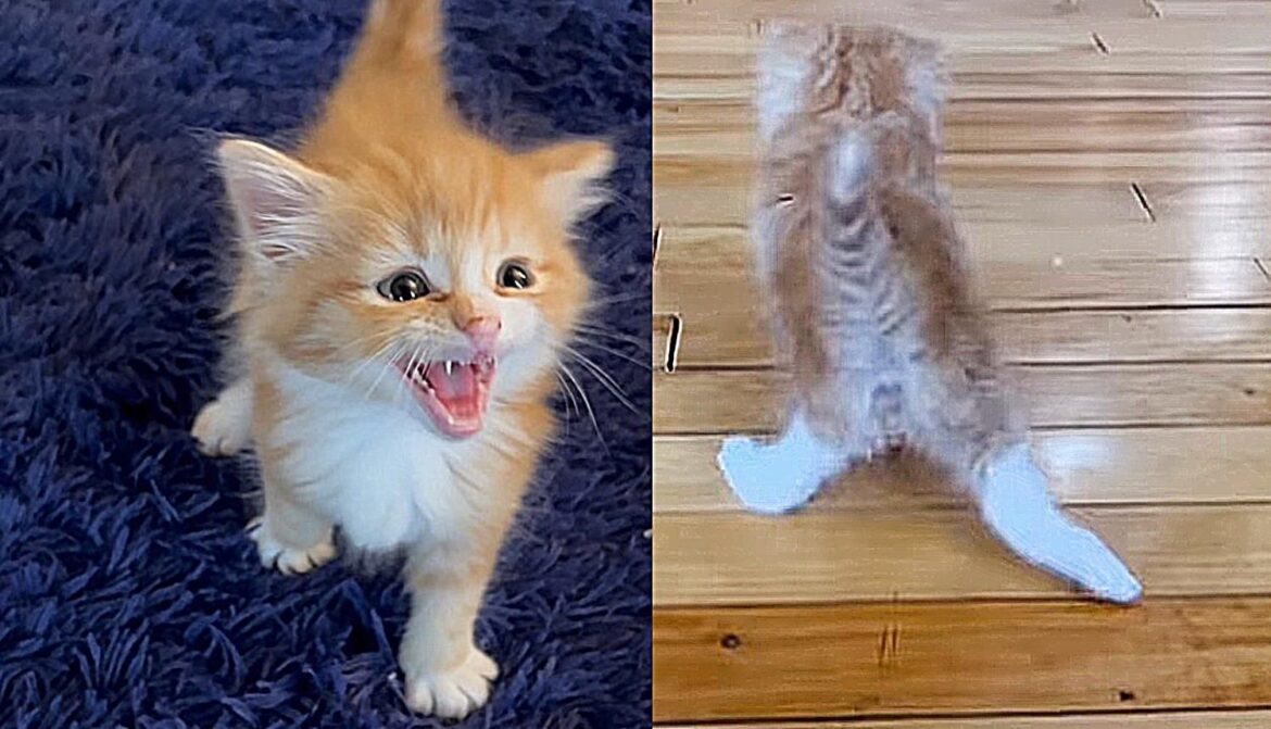 Kitten Walks with His Back Legs Splayed Out, is Determined to Be Able to Jump One Day