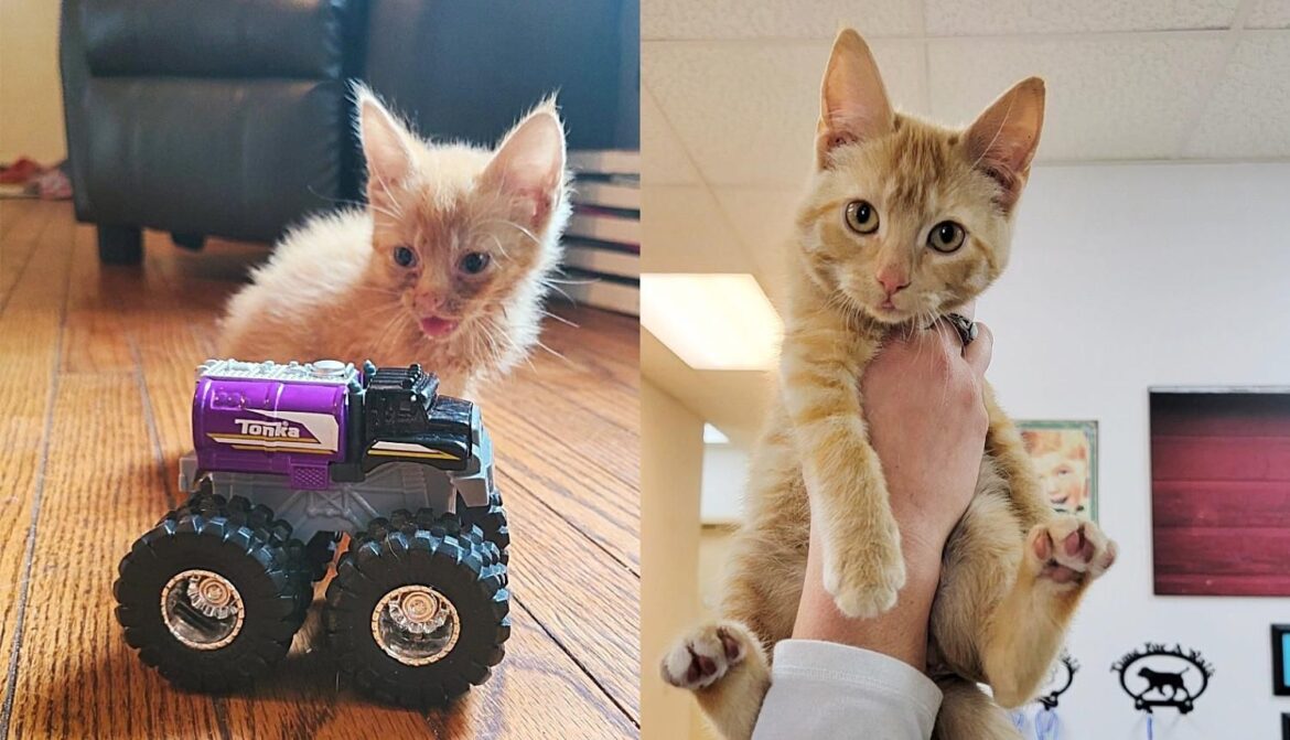 Kitten Whose Life is Completely Changed After Being Found ‘Broken’, Now Has a Place She Always Wanted