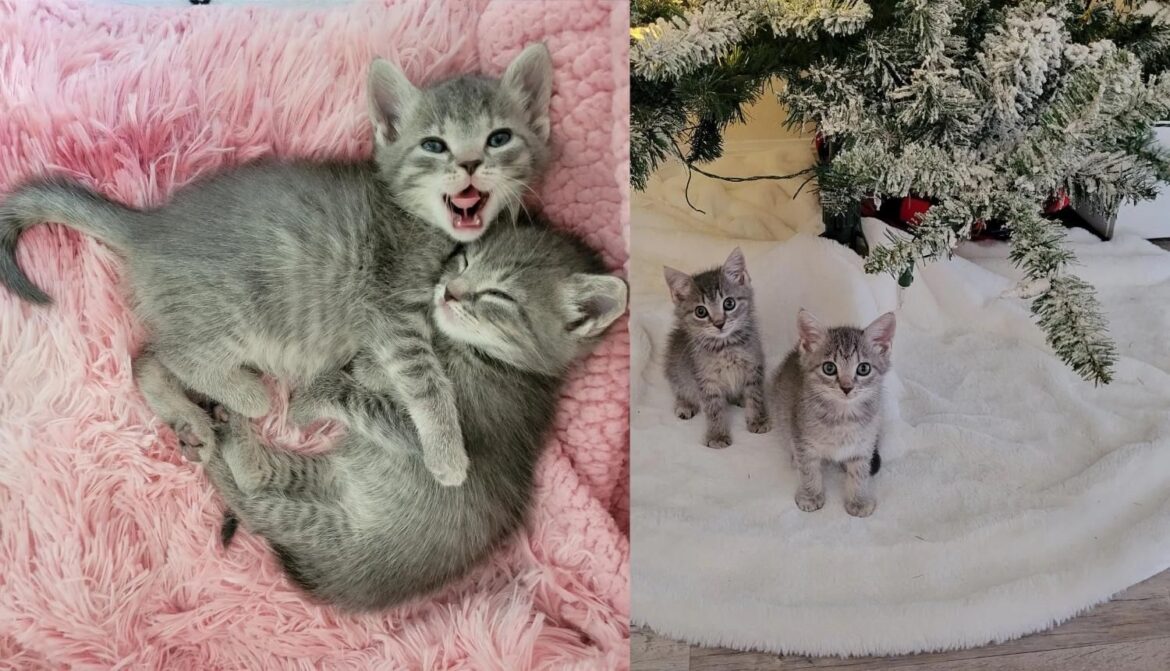 Kittens Went from Being Spotted at Construction Site to Having Their Own Christmas Tree and Living the Dream